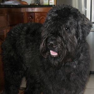 Meet your Posher, Roberta